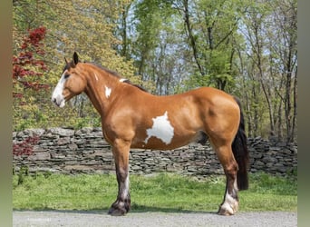 Draft Horse, Gelding, 14 years, 16,1 hh, Overo-all-colors