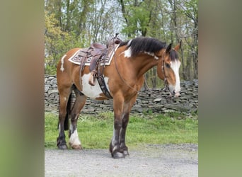 Draft Horse, Gelding, 14 years, 16,1 hh, Overo-all-colors