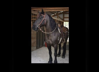 Draft Horse, Gelding, 14 years, 16.2 hh, Black