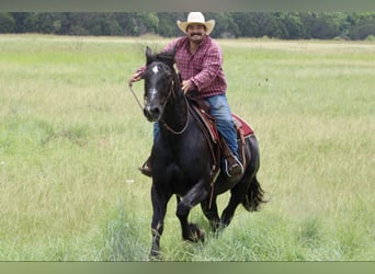 Draft Horse, Gelding, 14 years, 16.2 hh, Black