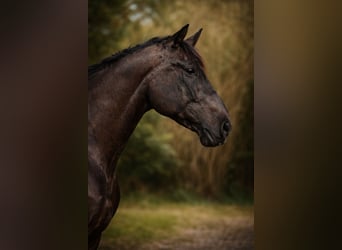 Draft Horse, Gelding, 14 years, 16,2 hh, Black