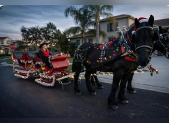 Draft Horse, Gelding, 14 years, 16,2 hh, Black