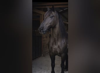 Draft Horse, Gelding, 14 years, 16,2 hh, Black