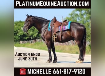 Draft Horse, Gelding, 14 years, 16,2 hh, Black