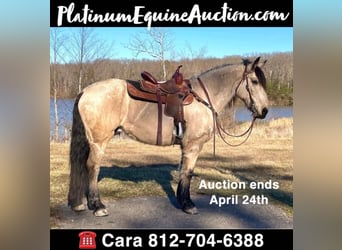 Draft Horse, Gelding, 14 years, Buckskin