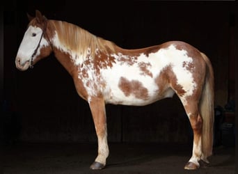 Draft Horse, Gelding, 14 years, Overo-all-colors