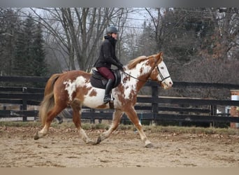 Draft Horse, Gelding, 14 years, Overo-all-colors