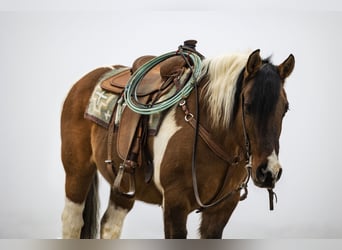 Draft Horse Mix, Gelding, 14 years, Pinto