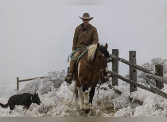 Draft Horse Mix, Gelding, 14 years, Pinto