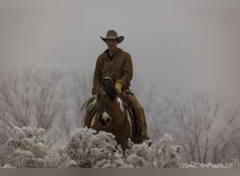 Draft Horse Mix, Gelding, 14 years, Pinto