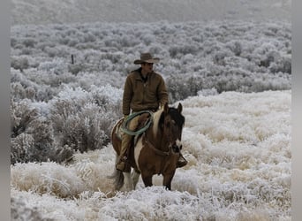 Draft Horse Mix, Gelding, 14 years, Pinto