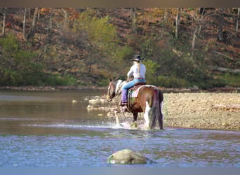 Draft Horse Mix, Gelding, 14 years, Pinto