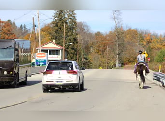 Draft Horse Mix, Gelding, 14 years, Pinto