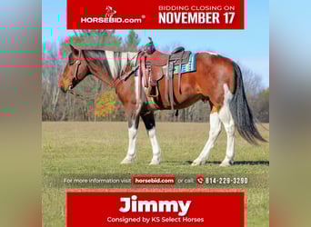 Draft Horse Mix, Gelding, 14 years, Pinto