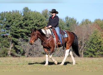 Draft Horse Mix, Gelding, 14 years, Pinto