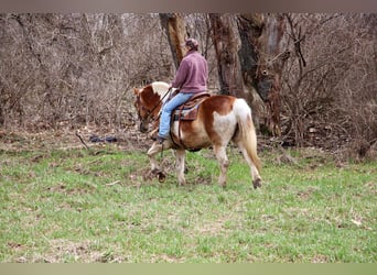 Draft Horse, Gelding, 15 years, 14,2 hh, Tobiano-all-colors