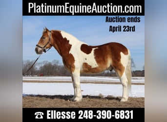 Draft Horse, Gelding, 15 years, 14,2 hh, Tobiano-all-colors