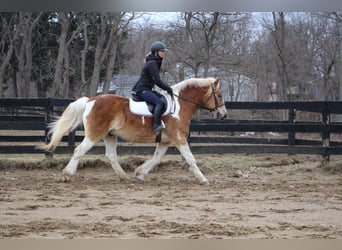 Draft Horse, Gelding, 15 years, 14,2 hh, Tobiano-all-colors