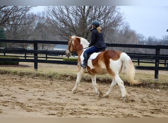Draft Horse, Gelding, 15 years, 14,2 hh, Tobiano-all-colors
