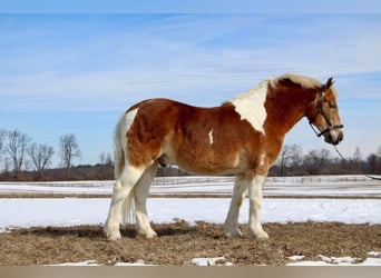 Draft Horse, Gelding, 15 years, 14,2 hh, Tobiano-all-colors