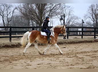 Draft Horse, Gelding, 15 years, 14,2 hh, Tobiano-all-colors