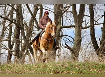 Draft Horse, Gelding, 15 years, 14,2 hh, Tobiano-all-colors