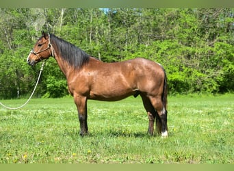 Draft Horse, Gelding, 15 years, 15.1 hh, Roan-Bay