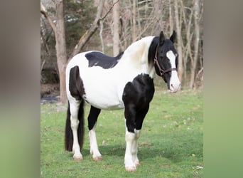 Draft Horse, Gelding, 15 years, 15 hh, Tobiano-all-colors