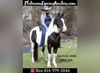 Draft Horse, Gelding, 15 years, 15 hh, Tobiano-all-colors