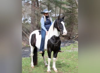 Draft Horse, Gelding, 15 years, 15 hh, Tobiano-all-colors