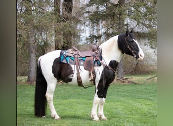 Draft Horse, Gelding, 15 years, 15 hh, Tobiano-all-colors