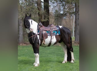 Draft Horse, Gelding, 15 years, 15 hh, Tobiano-all-colors
