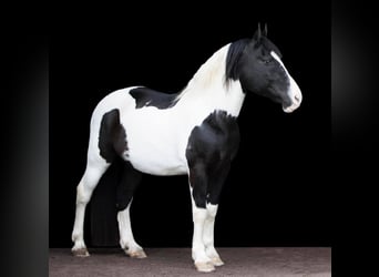Draft Horse, Gelding, 15 years, 15 hh, Tobiano-all-colors