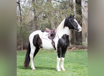 Draft Horse, Gelding, 15 years, 15 hh, Tobiano-all-colors