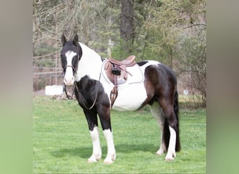 Draft Horse, Gelding, 15 years, 15 hh, Tobiano-all-colors
