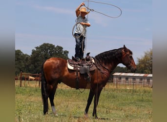 Draft Horse Mix, Gelding, 15 years, 15,3 hh, Bay
