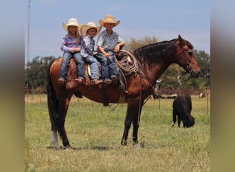 Draft Horse Mix, Gelding, 15 years, 15,3 hh, Bay