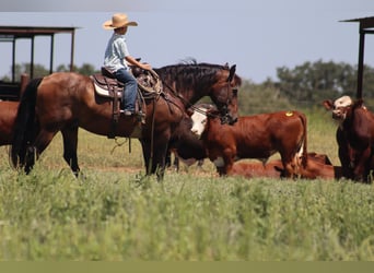 Draft Horse Mix, Gelding, 15 years, 15,3 hh, Bay