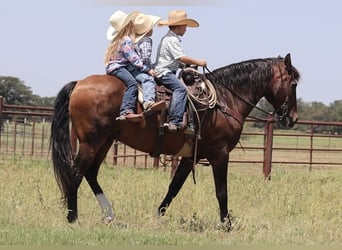 Draft Horse Mix, Gelding, 15 years, 15,3 hh, Bay