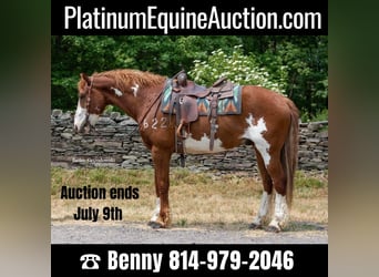 Draft Horse, Gelding, 15 years, 16,1 hh, Overo-all-colors