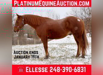 Draft Horse, Gelding, 15 years, 16.2 hh, Chestnut