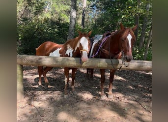 Draft Horse, Gelding, 15 years, 16.2 hh, Chestnut