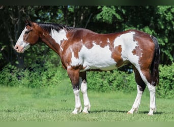 Draft Horse Mix, Gelding, 15 years, 16 hh, Pinto