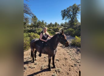 Draft Horse Mix, Gelding, 15 years, 16 hh, Roan-Bay