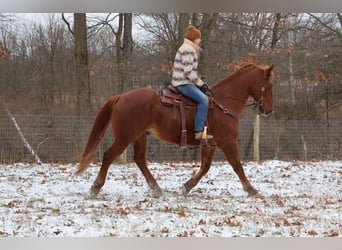 Draft Horse, Gelding, 15 years, 16,2 hh, Chestnut