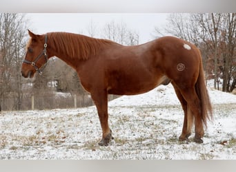 Draft Horse, Gelding, 15 years, 16,2 hh, Chestnut