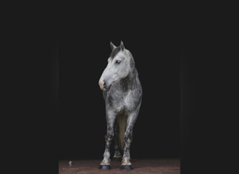 Draft Horse, Gelding, 15 years, 17,1 hh, Gray-Dapple