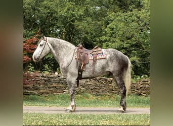 Draft Horse, Gelding, 15 years, 17,1 hh, Gray-Dapple