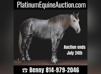 Draft Horse, Gelding, 15 years, 17,1 hh, Gray-Dapple