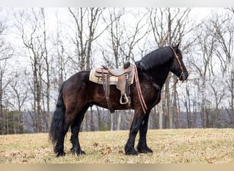 Draft Horse, Gelding, 15 years, 17 hh, Black